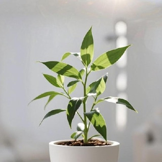 适合懒人的百合竹种植技巧