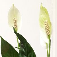 白掌好养活，很适合新手种植