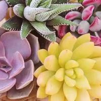 把春天搬进桌面：懒人必备的多肉植物指南