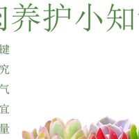 懒人绿植养护秘籍：多肉与虎尾兰的奇妙世界