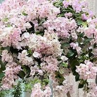 5种花是“水鬼”，5月了隔三差五给它喝1杯，叶子绿，开花艳