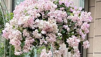 5种花是“水鬼”，5月了隔三差五给它喝1杯，叶子绿，开花艳