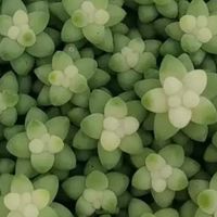 养多肉小妙招：不松土不施肥的养护攻略