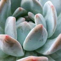 懒人必备！多肉绿植，让生活多一抹绿意