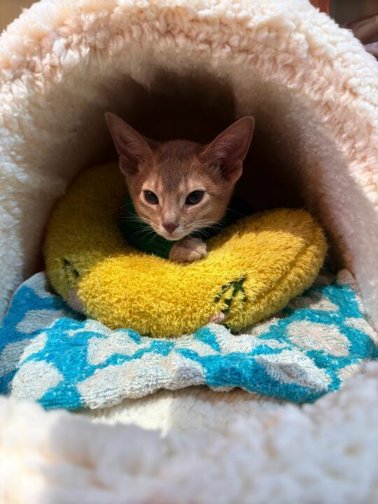 如何选择适合猫咪的猫粮