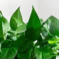 绿萝：静默的绿意哲学家