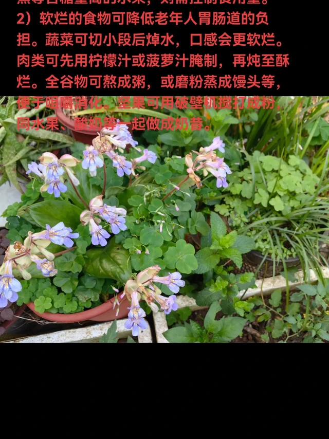 #均衡营养 营养健康小贴士：
1）控糖饮食合理吃水果。推荐吃低升糖指数（GI）同时热量较低的水果，如柚子、橘子、橙子、番石榴、苹果、梨、李子、樱桃等，每天不超过200克。水果不要榨成汁，不吃水果罐头，