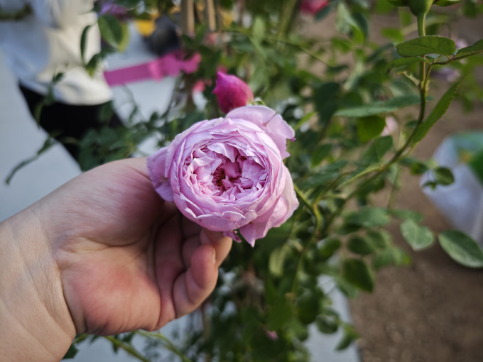 海蒂的花园鲜花