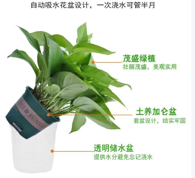 盆栽