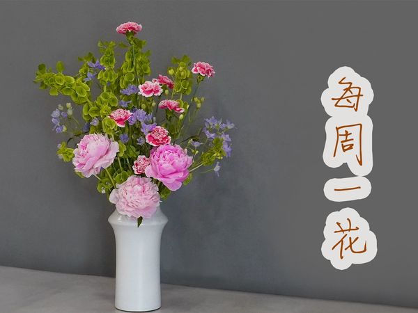 【大叔说花】每周一花231/芍药康乃馨贝壳草/家庭生活居家花瓶插花
