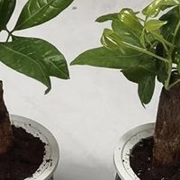 轻松养护，绿意盎然——懒人必备发财树