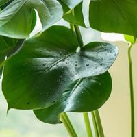 零负担绿植指南：新手也能轻松驾驭的“植物搭子”