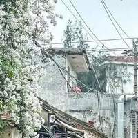 四川小姐姐，花8年养了一棵三角梅，花开如瀑布，治愈又漂亮