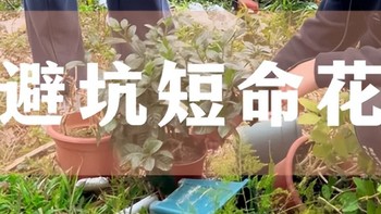 这9种花，看似漂亮，实则“短命”，就算买回家养，也很难养活