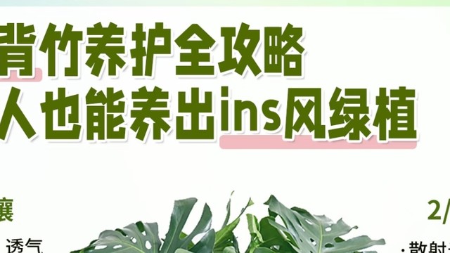  懒人绿植养护宝典：龟背竹与鹅掌柴的“佛系”呵护法