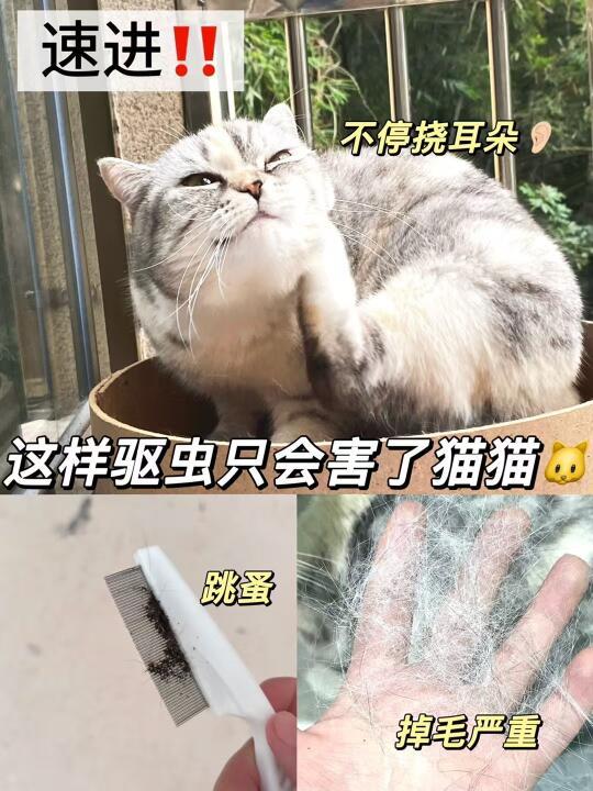 这样给猫猫🐱驱虫只会害了它……