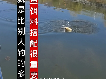 就是比别人钓的多，饵料和小药添加剂，今天告诉钓友是怎样搭配，才能好用