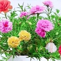 懒人家装绿植三剑客：多肉、绿萝、太阳花，养不死还爆盆！