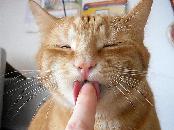 猫咪对你“爱之入骨”，往往有这15种表现，别不知道！