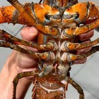 盒马鲜生波龙优惠购体验