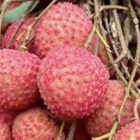 荔枝几月结果几月成熟？何时品尝最鲜美？