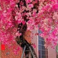 发现福建一民宿的三角梅，凭“超高颜值”火出圈，羡慕都说倦了~