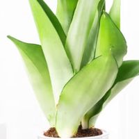 懒人植物如何点亮家居