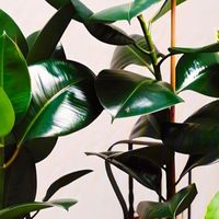 橡皮树：绿意盎然的室内守护者