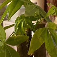 懒人专属绿植养护秘诀