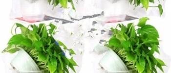 懒人绿植，你选对了吗？