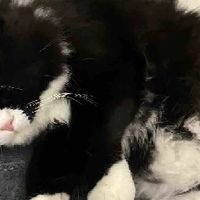 618性价比高的猫粮排行榜有哪些？十大放心猫粮国产名单推荐！