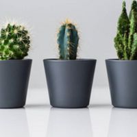 懒人福音！仙人掌：会呼吸的室内“空气卫士”