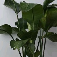 花行榜大型绿植盆栽：天堂鸟1.2-1.3米，打造家居绿色新风尚