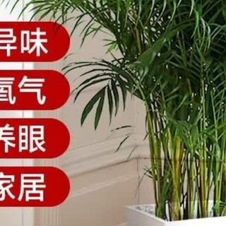 爱优尚散尾葵，懒人必备绿植