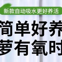 双盟绿萝，净化空气小能手