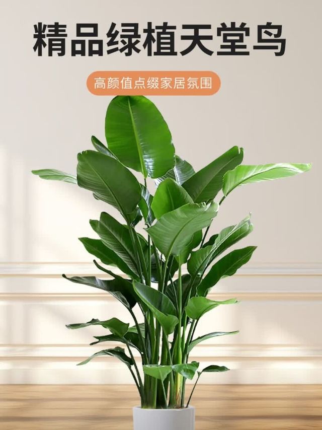 鹤望兰：双盟天堂鸟的优雅绽放