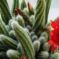 懒人绿植你选对了吗？