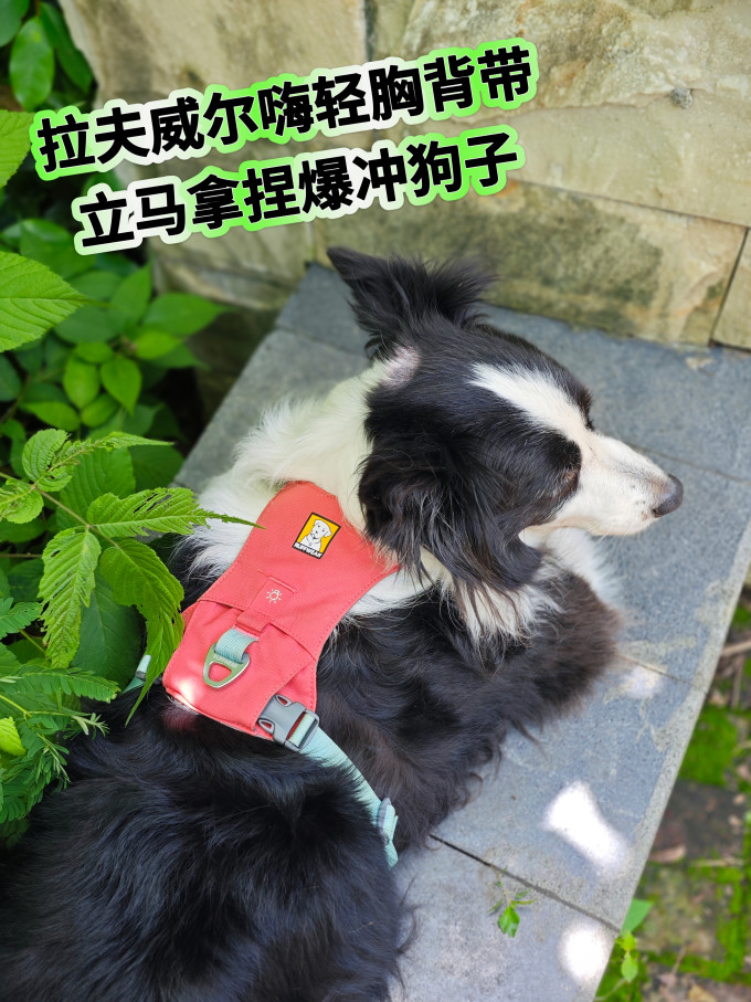 多美洁训导诱便/消毒除味