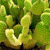 救命！早知道仙人掌这么绝，我还瞎买什么绿植！