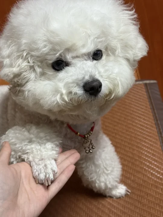 养一只没有泪痕的小比熊真的很难吗！