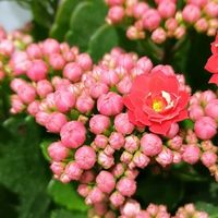 长寿花：懒人绿植的完美选择