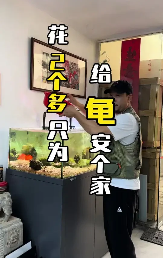 精致水鸦缸，给小猪佩奇一个豪华的家
#水族爱好者 #福王龙水族 #水鸦鱼缸 #厦门