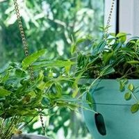 打造低维护的绿色家居：我的懒人植物角养成记