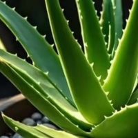 懒人绿植养护指南