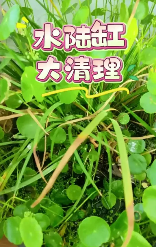 两年的水陆缸大清理了 气温回暖清理一下又可以养鱼了#养鱼#生态鱼缸