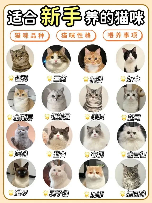 新手养猫指南：这些猫咪品种让你轻松开启铲屎官之旅