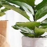 懒人绿植你选对了吗