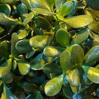 这盆“钱串子”养了三年，我信了它的玄学！