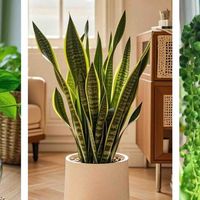 新手必看！三款“躺平式”绿植，懒人也能养得活