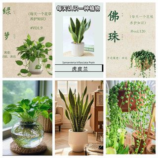 新手必看！三款“躺平式”绿植，懒人也能养得活